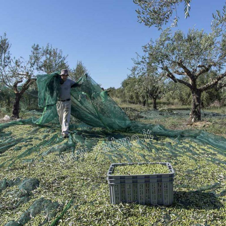 reti per la raccolta delle olive